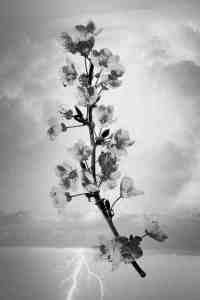 act of god periscope